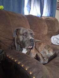 Lost Male Dog last seen So. Irving St.  &  W Harvard ave., Denver, CO 80219
