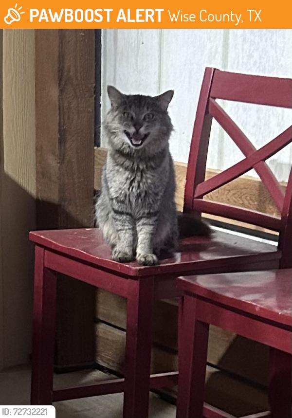 Found/Stray Male Cat last seen County Road 2048/Keeter area in Boyd, Wise County, TX 76023