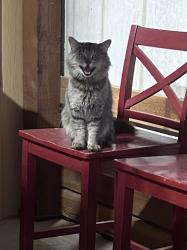 Found/Stray Male Cat last seen County Road 2048/Keeter area in Boyd, Wise County, TX 76023