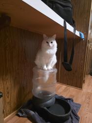 Reunited Female Cat last seen Near mountain ash court , Pevely, MO 63070