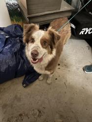 Found/Stray Female Dog last seen Industrial & Bunnlevel Erwin Rds, Bunnlevel, NC 28323