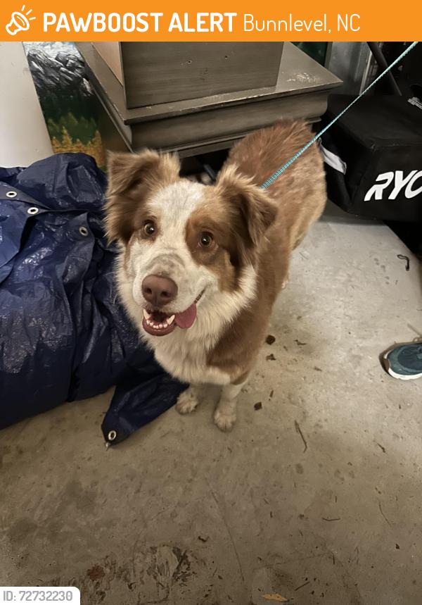 Found/Stray Female Dog last seen Industrial & Bunnlevel Erwin Rds, Bunnlevel, NC 28323