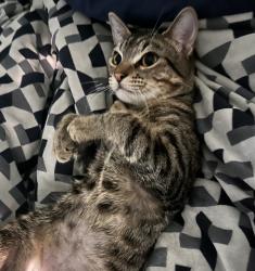 Lost Male Cat last seen Near highland way ln , Sugar Land, TX 77498