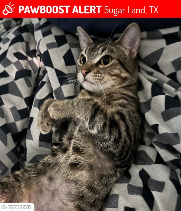 Lost Male Cat last seen Near highland way ln , Sugar Land, TX 77498