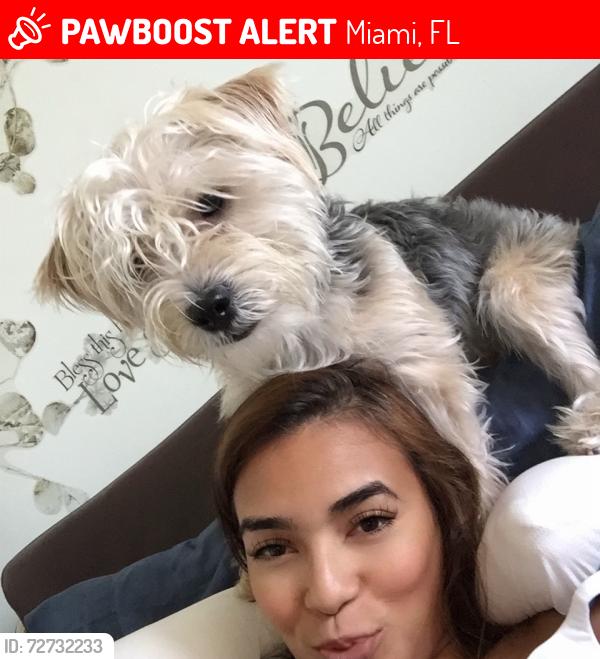 Lost Male Dog last seen Near st to 20st, Miami, FL 33128