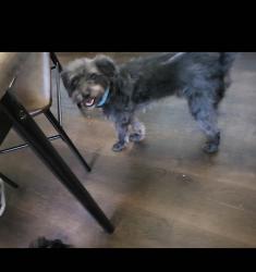 Lost Male Dog last seen Lime st and 4th st riverside , Riverside, CA 92501
