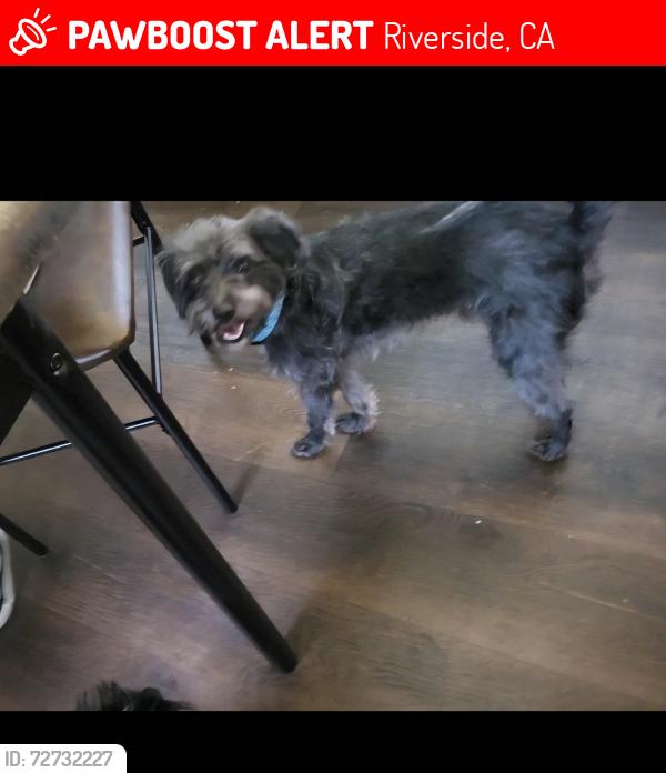 Lost Male Dog last seen Lime st and 4th st riverside , Riverside, CA 92501