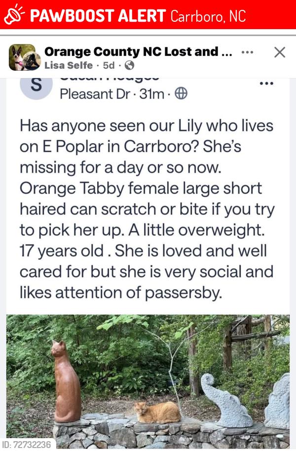 Lost Female Cat last seen Weaver St, Carrboro, NC 27510