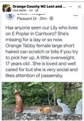 Lost Female Cat last seen Weaver St, Carrboro, NC 27510