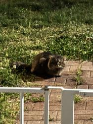 Found/Stray Unknown Cat last seen Archer Road, Spartanburg, SC 29303