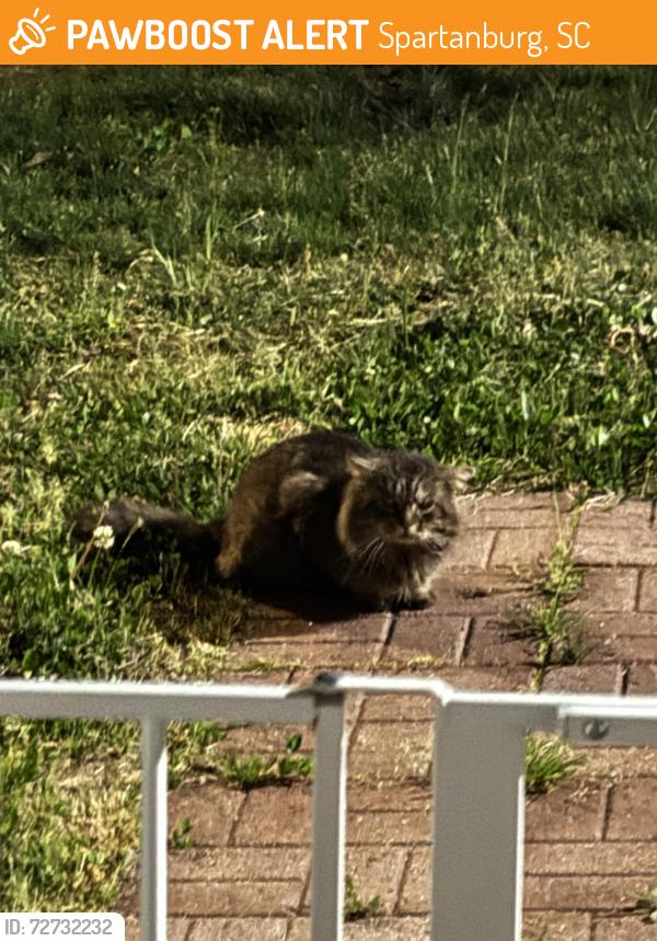 Found/Stray Unknown Cat last seen Archer Road, Spartanburg, SC 29303