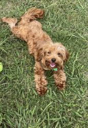 Lost Male Dog last seen Berkshire Spring Creek apmts 6309 N President George Bush Hwy 75044, Garland, TX 75044