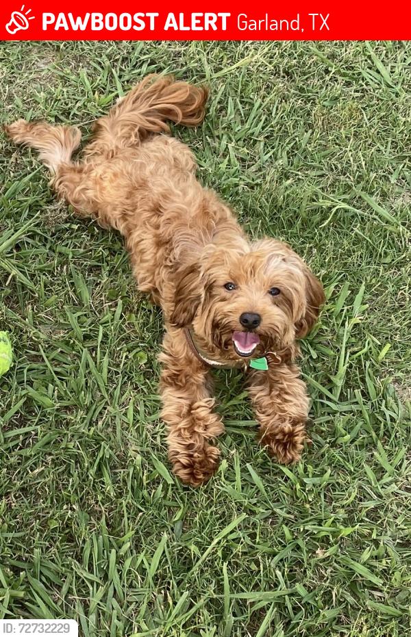 Lost Male Dog last seen Berkshire Spring Creek apmts 6309 N President George Bush Hwy 75044, Garland, TX 75044