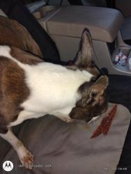 Found/Stray Female Dog last seen West Tremont , Charlotte, NC 28203