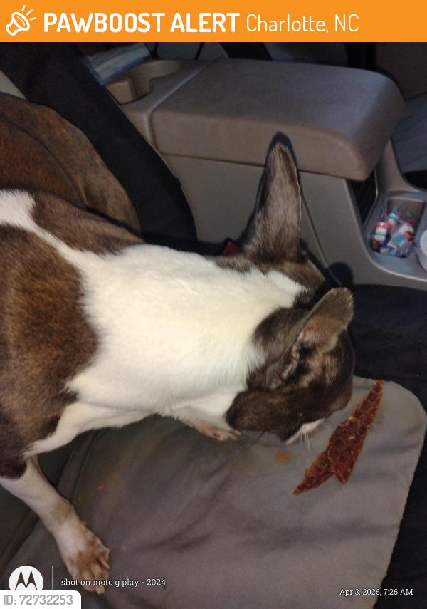 Found/Stray Female Dog last seen West Tremont , Charlotte, NC 28203