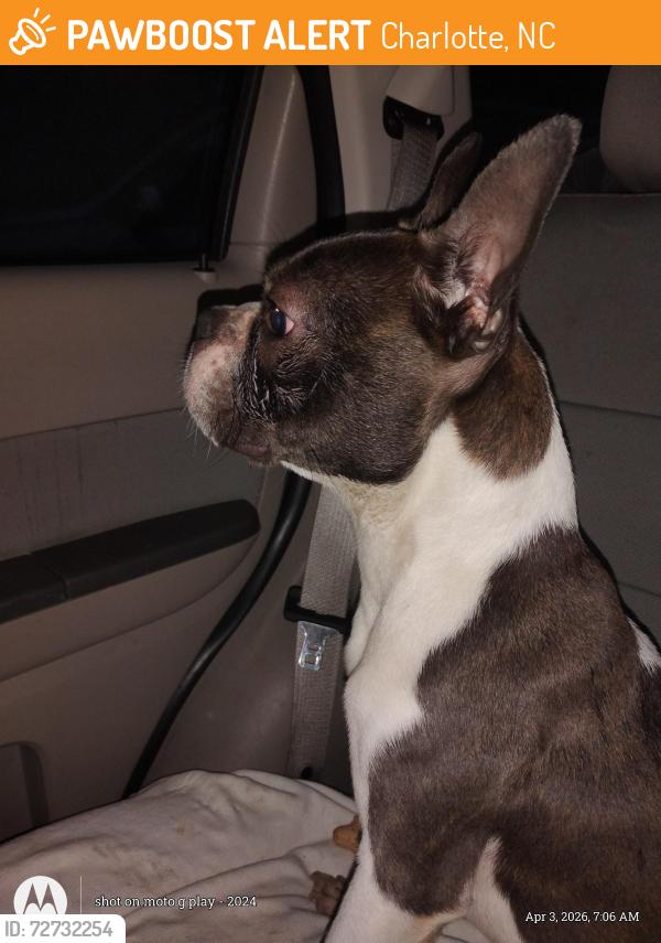 Found/Stray Male Dog last seen West Tremont , Charlotte, NC 28203