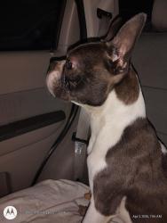 Found/Stray Male Dog last seen West Tremont , Charlotte, NC 28203
