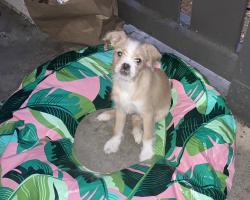 Lost Female Dog last seen Near N Magnolia Ave Santee Ca, Santee, CA 92071