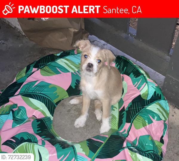 Lost Female Dog last seen Near N Magnolia Ave Santee Ca, Santee, CA 92071