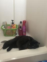 Lost Male Cat last seen Near the bump and run way street in woodlake trails, San Antonio, TX 78244