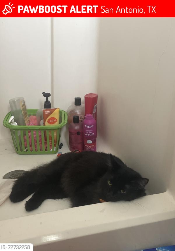 Lost Male Cat last seen Near the bump and run way street in woodlake trails, San Antonio, TX 78244
