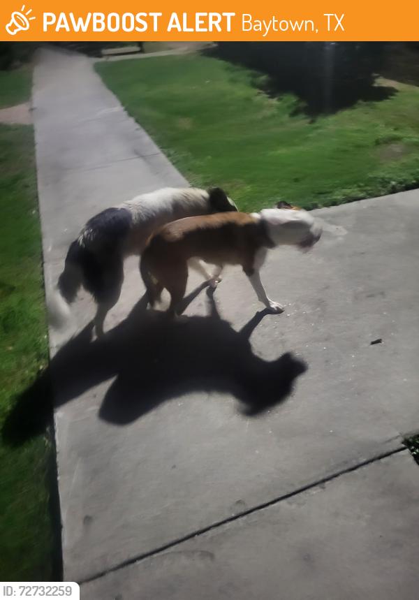 Found/Stray Female Dog last seen Missouri st, Baytown, TX 77522
