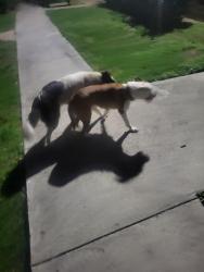Found/Stray Female Dog last seen Missouri st, Baytown, TX 77522