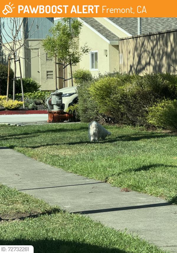Found/Stray Unknown Dog last seen Near Safeway on Washington Blvd., Fremont, CA 94538
