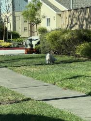 Found/Stray Unknown Dog last seen Near Safeway on Washington Blvd., Fremont, CA 94538