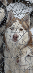 Lost Male Dog last seen Sw 89th and Czech Hall rd, Mustang, OK 73064