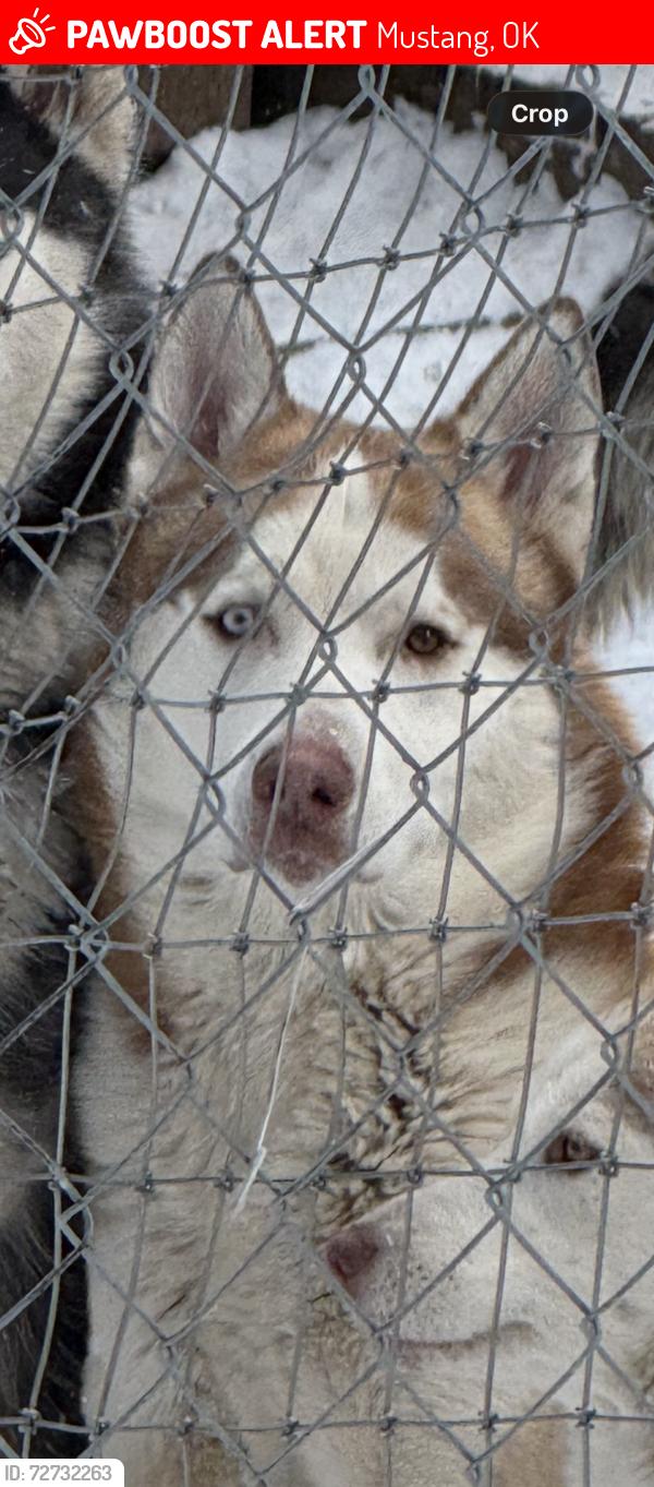 Lost Male Dog last seen Sw 89th and Czech Hall rd, Mustang, OK 73064