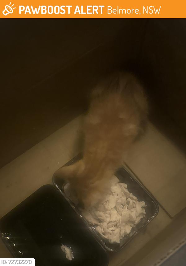 Found/Stray Unknown Cat last seen Canterbury league club, Belmore, NSW 2192