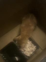 Found/Stray Unknown Cat last seen Canterbury league club, Belmore, NSW 2192