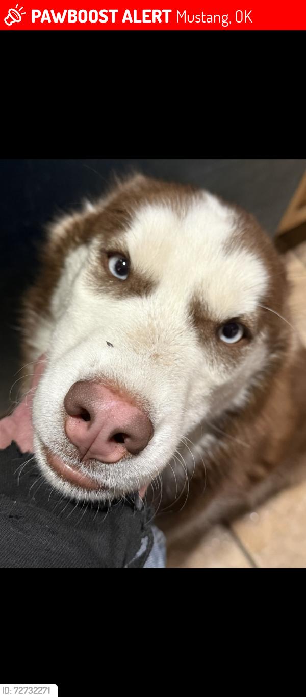 Lost Female Dog last seen 89th and Czech hall rd, Mustang, OK 73064