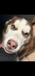 Lost Female Dog last seen 89th and Czech hall rd, Mustang, OK 73064