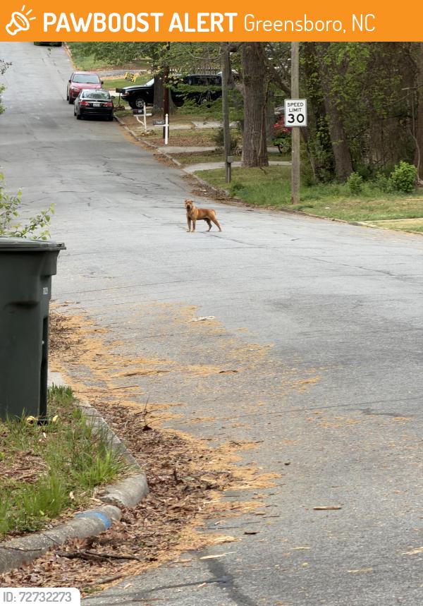 Found/Stray Unknown Dog last seen Intersection of Oak St. and Van Wert heading towards Coliseum , Greensboro, NC 27403