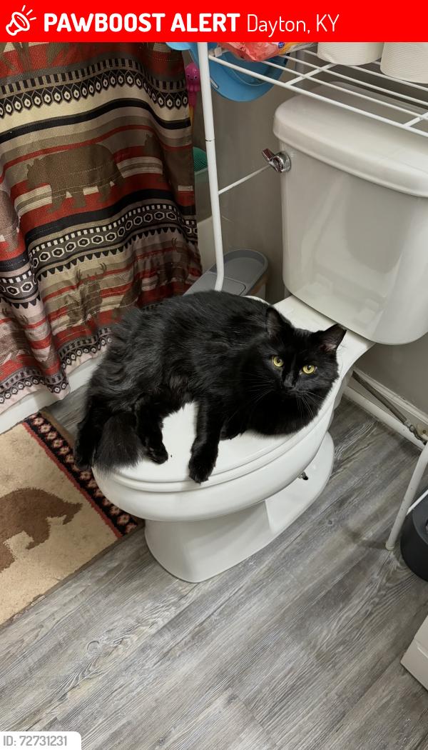 Lost Male Cat last seen On Mary Ingles Hwy, Dayton, KY, Dayton, KY 41074