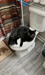 Lost Male Cat last seen On Mary Ingles Hwy, Dayton, KY, Dayton, KY 41074