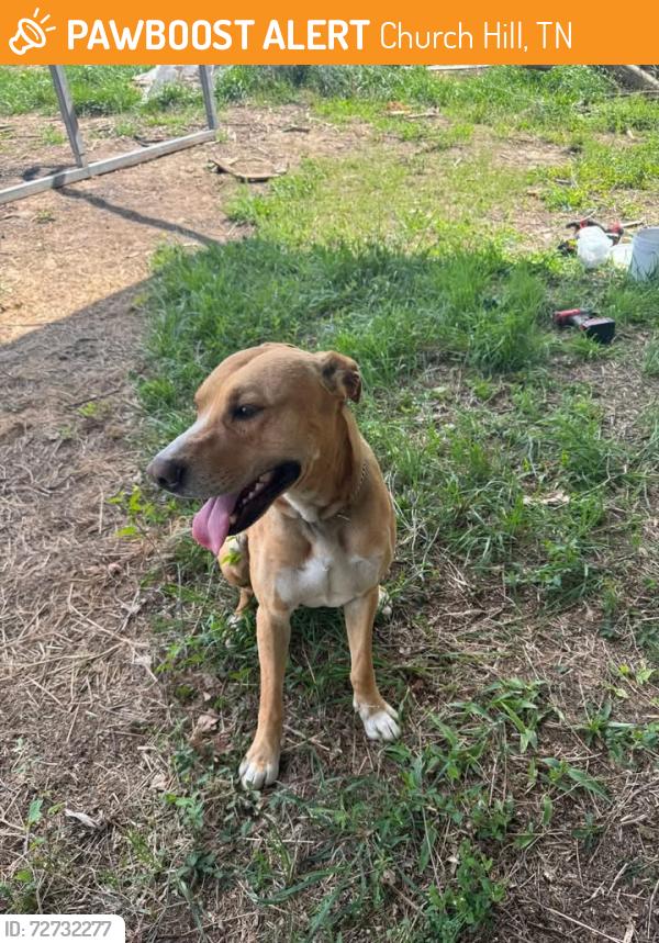 Found/Stray Male Dog last seen Near Okolona Rd, Harmony Hills Rd, and Morning Star Road, Church Hill, TN 37642