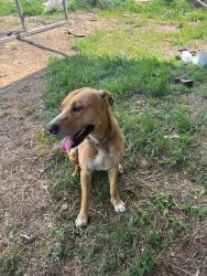Found/Stray Male Dog last seen Near Okolona Rd, Harmony Hills Rd, and Morning Star Road, Church Hill, TN 37642