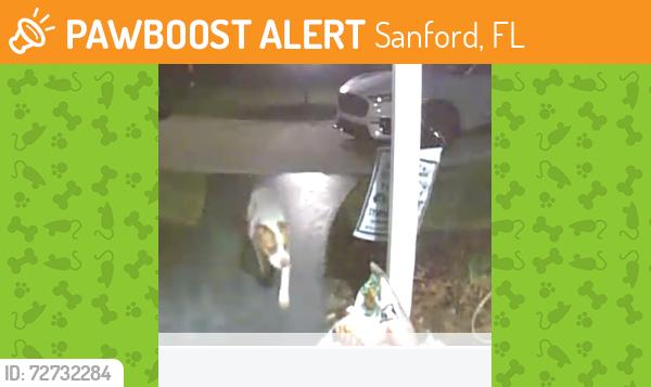 Found/Stray Unknown Dog last seen Narsissis/burton , Sanford, FL 32771