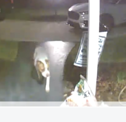 Found/Stray Unknown Dog last seen Narsissis/burton , Sanford, FL 32771