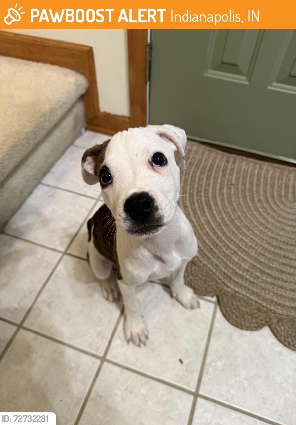 Found/Stray Male Dog last seen Raymond and St Clifford Dr by Raymond Park Elementary School , Indianapolis, IN 46239