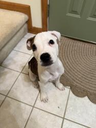 Found/Stray Male Dog last seen Raymond and St Clifford Dr by Raymond Park Elementary School , Indianapolis, IN 46239