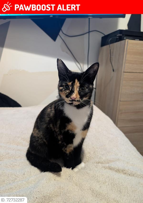 Lost Female Cat last seen Castle road Salisbury,  & hulse  road Salisbury & buts road Salisbury , Wiltshire, England SP1 3NB