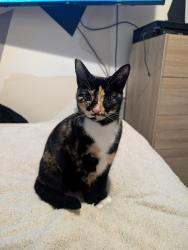 Lost Female Cat last seen Castle road Salisbury,  & hulse  road Salisbury & buts road Salisbury , Wiltshire, England SP1 3NB