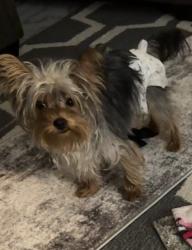 Lost Female Dog last seen Lake avenue , Rochester, NY 14613