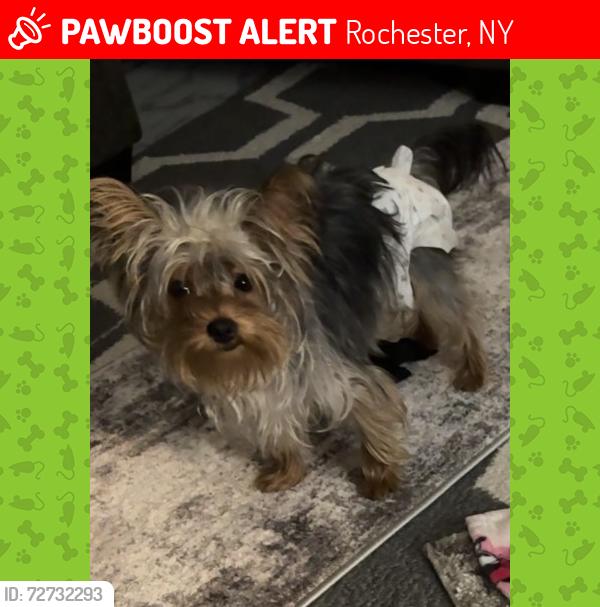 Lost Female Dog last seen Lake avenue , Rochester, NY 14613