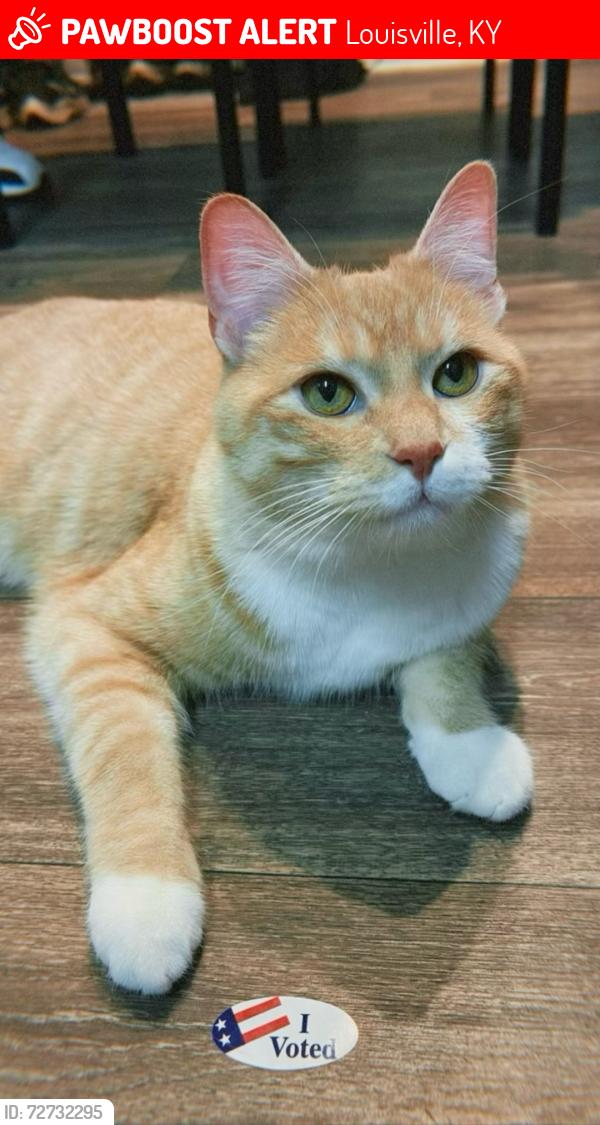 Lost Male Cat last seen Highway 64 near Hurstbourne near Exit 15C and 15B, Louisville, KY 40203