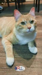 Lost Male Cat last seen Highway 64 near Hurstbourne near Exit 15C and 15B, Louisville, KY 40203
